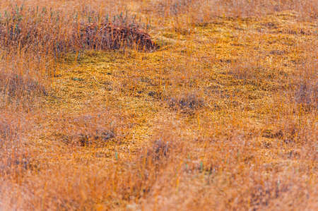 Autumn landscape in the swamp. Beautifull view of the swamp Elnya Belarusの写真素材