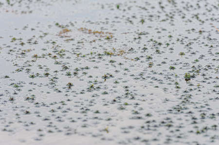 Green mud on the surface of the swamp, background. Swamp Elnya Belarusの写真素材