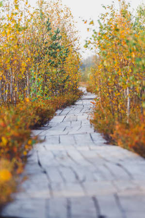 Yelnya National Landscape Reserve trail over a bog , Belarusの写真素材
