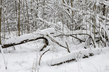 Close up image of a broken tree trunk in the snow in a snowy forest with a snowdrift.の写真素材