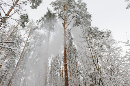 Snow falls from branches of pines. Freezing winter dayの写真素材