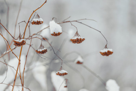 Winter bush branches under a snow blanket on a blurred background of white snow.の写真素材