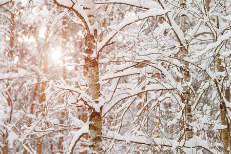 Branches of a birch under a thick layer of snow, close-up.の写真素材