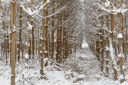 a bunch of branches in a pine winter forest snowの写真素材