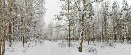 White trail in the forest where a lot of snow has fallen on the treesの写真素材
