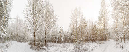 White trail in the forest where a lot of snow has fallen on the treesの写真素材