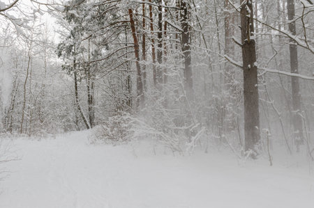 Snow falls from branches of pines. Freezing winter dayの写真素材