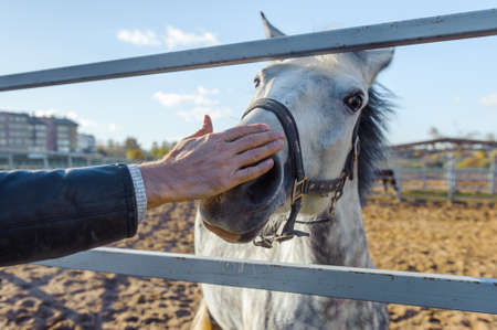 White Horse head hand touching Lifestyle animal and people friendshipの写真素材