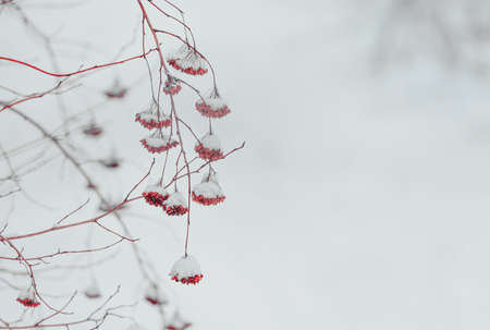 Snow on the red branches of trees and bushes after a snowfall.の写真素材