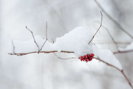 Snow on the red branches of trees and bushes after a snowfall.の写真素材