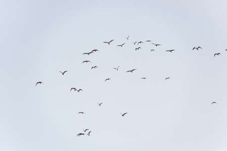 Many migratory birds gulls are flying in the sunset sky.の写真素材