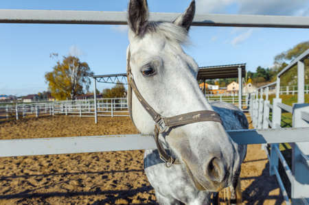 Portrait of a thoroughbred white horse. Horse outdoor.の写真素材