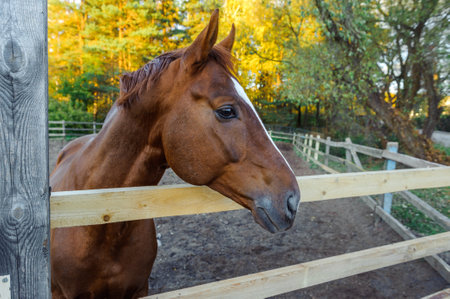 Horse head behind the fence. Brown horse in the stallの写真素材