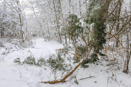 Pine branches broke under the weight of snow.の写真素材