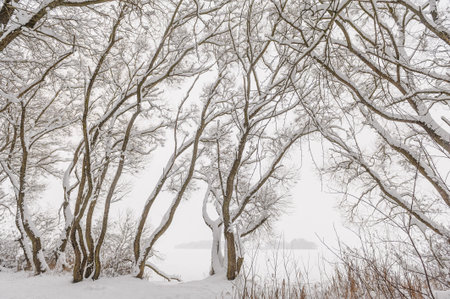 Winter graphics. Frozen branches of trees in winter nature