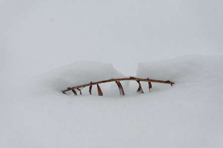 Snow-covered forest bush branch covered with a thick layer of snow.の写真素材