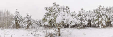 Coniferous trees in the snow in the winter forest. Snow-covered forestの写真素材