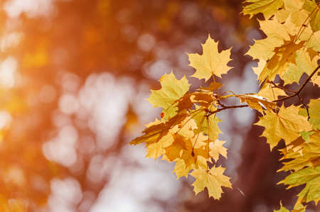 Autumn leaves of maple tree on the sun. Fall blurred background.の写真素材
