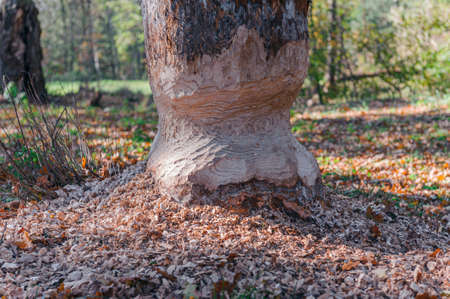Oak tree trunk nibbled by wild forest beaver.の写真素材