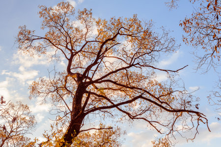 Fall leaves and branches in park, autumn natural backgroundの写真素材