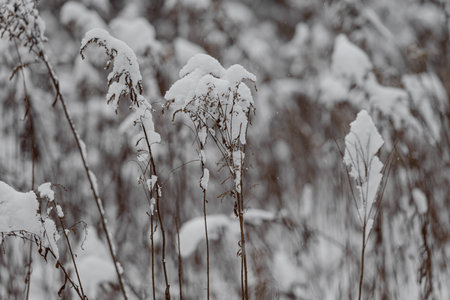 Snow-covered forest bush branch covered with a thick layer of snow.の写真素材