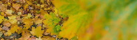 Colourful autumn maple leaves on soft background.の写真素材