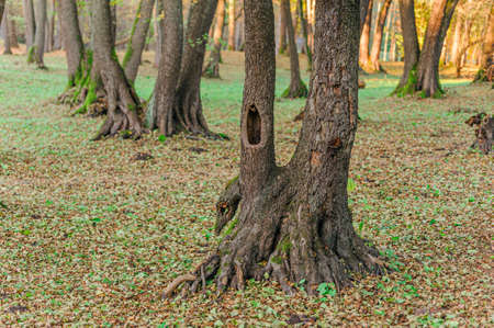 Colorful trunks of trees in autumn landscape. The tree with the hollow.の写真素材