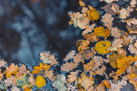 Fallen yellow leaves in the water. Autumn natural background.の写真素材