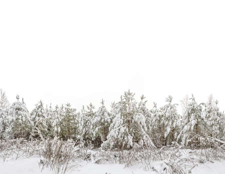 Pine branches are covered with a thick layer of white fluffy snowの写真素材