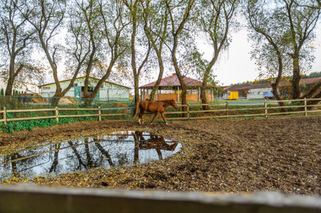 Portrait of a brown horse in stall outdoors.の写真素材