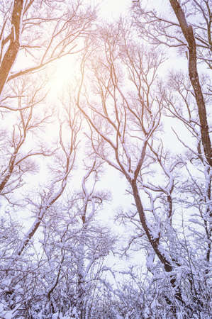 Background of tree branches covered with snow. Panorama.の写真素材