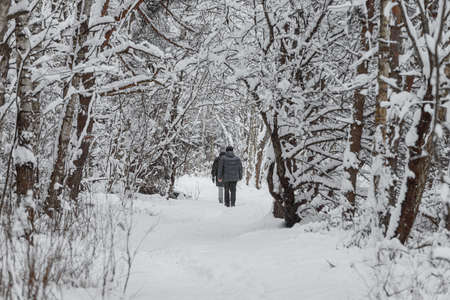 Silhouettes of people in the winter forest. People walk through the winter forestの写真素材