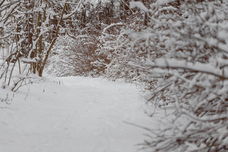 White trail in the forest where a lot of snow has fallen on the treesの写真素材