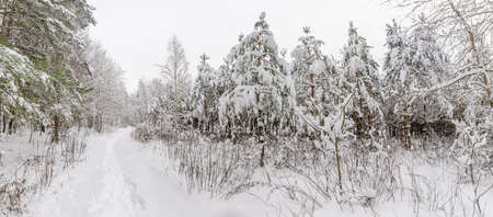 White trail in the forest where a lot of snow has fallen on the treesの写真素材