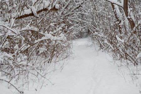 White trail in the forest where a lot of snow has fallen on the treesの写真素材