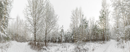 White trail in the forest where a lot of snow has fallen on the treesの写真素材
