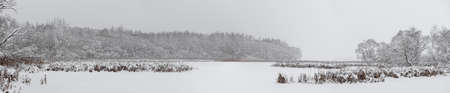 Reeds at a snow-covered bay and forest in the backgroundの写真素材