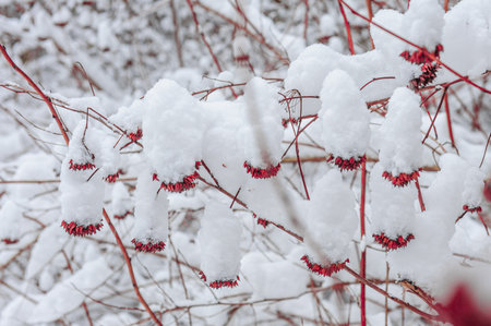Snow on the red branches of trees and bushes after a snowfall.の写真素材