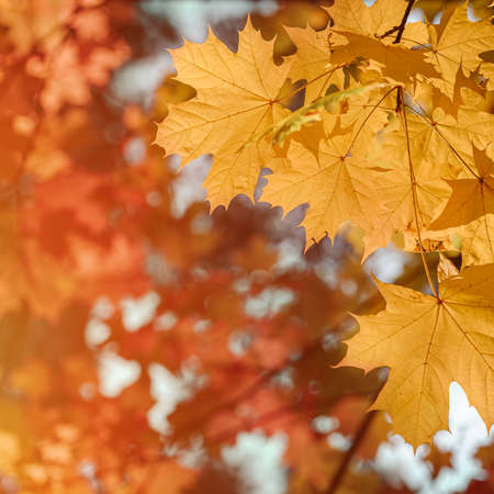 Autumn leaves of maple tree on the sun. Fall blurred background.の写真素材