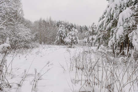 Coniferous trees in the snow in the winter forest. Snow-covered forestの写真素材