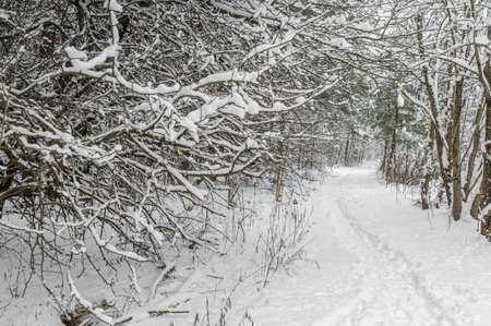 White trail in the forest where a lot of snow has fallen on the treesの写真素材