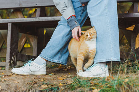 Happy ginger kat likes being stroked by womanの写真素材