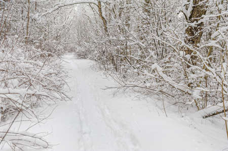 White trail in the forest where a lot of snow has fallen on the treesの写真素材