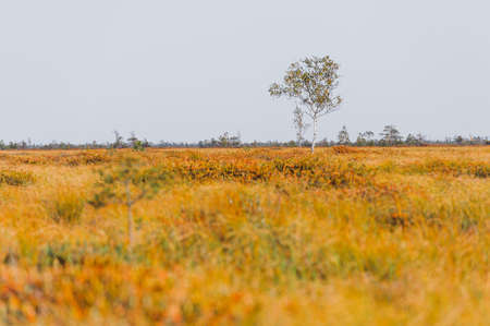 Autumn landscape in the swamp. Beautifull view of the swamp Elnya Belarusの写真素材