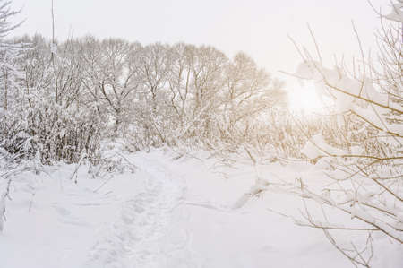 White trail in the forest where a lot of snow has fallen on the trees at sunsetの写真素材