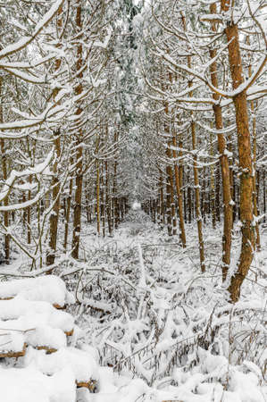 a bunch of branches in a pine winter forest snowの写真素材