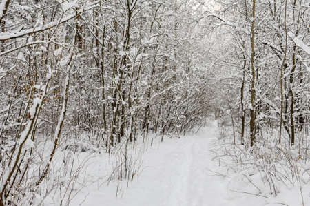 White trail in the forest where a lot of snow has fallen on the treesの写真素材