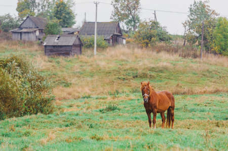 Brown horse in the field in Druya, Belarus.の写真素材