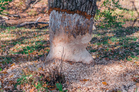 Oak tree trunk nibbled by wild forest beaver.の写真素材