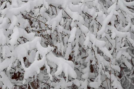 Trees covered with a large layer of snow. Snow-covered branches, snowfall.の写真素材